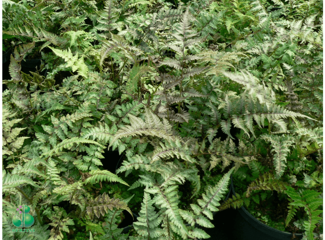Athyrium niponicum  var. pictum   'Silver Falls'